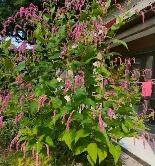哪些花象征友好植物？它们的含义是什么？