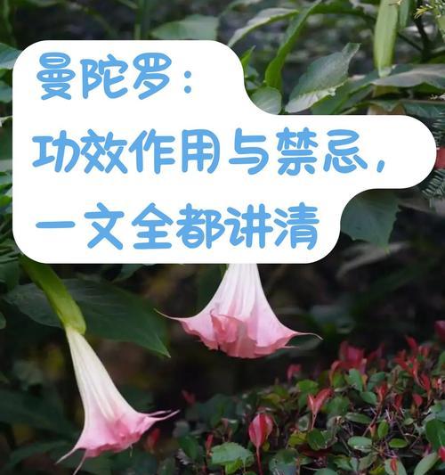 曼陀罗花结代表什么？它的寓意是什么？