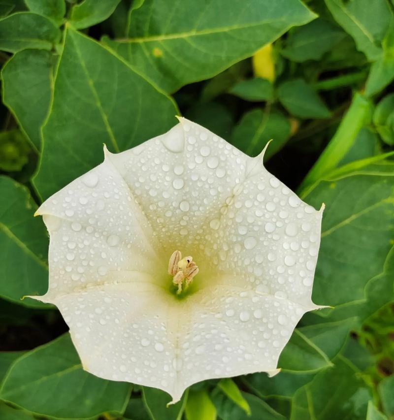 曼陀罗花结代表什么？它的寓意是什么？