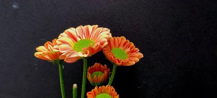 小米花的花语及其象征意义是什么？