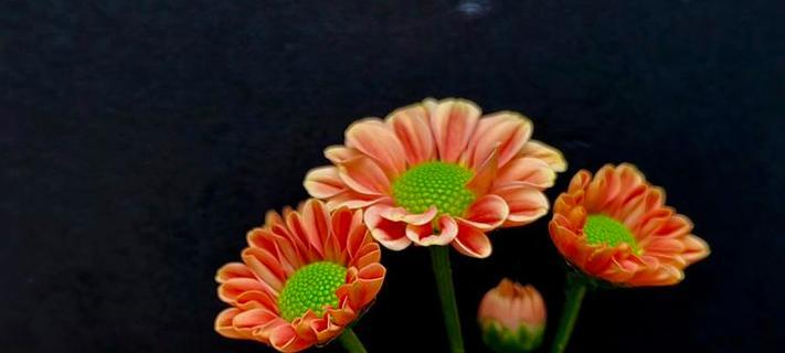 小米花的花语及其象征意义是什么？