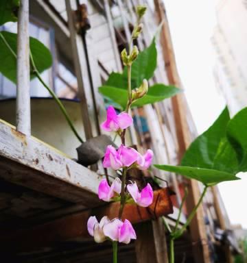 白象花代表什么含义？白象花的象征意义是什么？