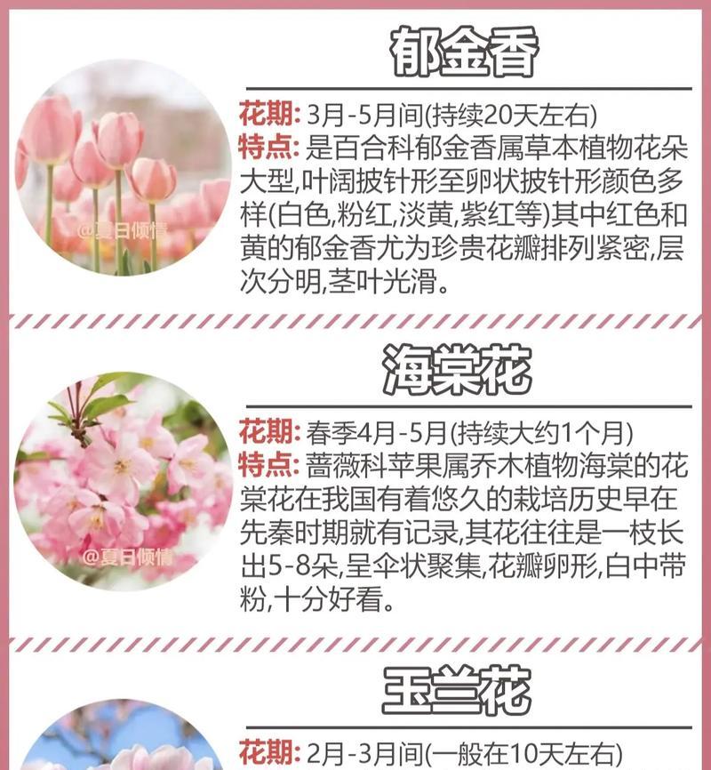 花的节日有哪些？它们各自代表了什么寓意？