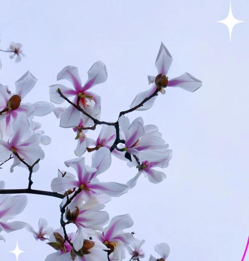 花的节日有哪些？它们各自代表了什么寓意？