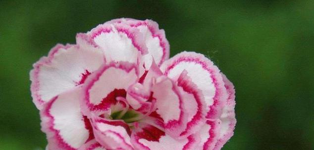 花的节日有哪些？它们各自代表了什么寓意？