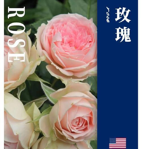 国花的含义是什么？各国国花的象征意义有哪些？