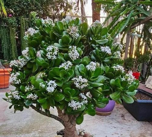 玉树的花语及其代表的意义是什么？