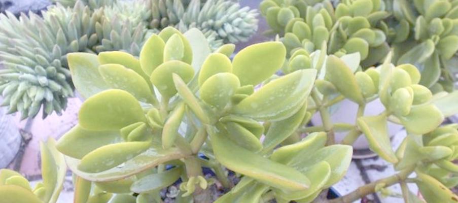 玉树的花语及其代表的意义是什么？