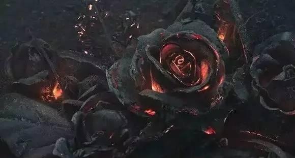 烧毁玫瑰花的含义是什么？为何要烧毁玫瑰花？