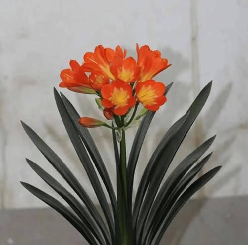 哪些花象征阳光开朗？这些花卉如何影响人的情绪？