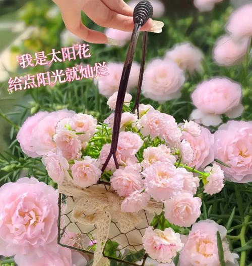 哪些花象征阳光开朗？这些花卉如何影响人的情绪？