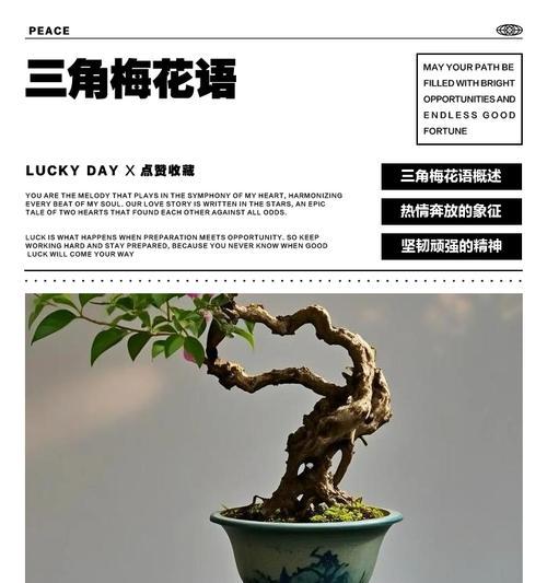 三角梅花语含义与象征意义