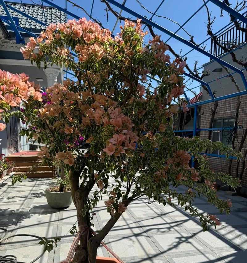 三角梅花语含义与象征意义