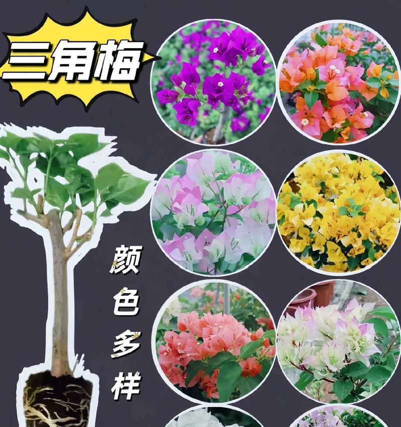 三角梅花语含义与象征意义