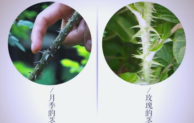 落梅在花语中代表什么？它们象征着什么含义？