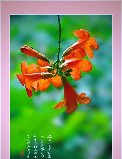 凌霄花的花语和寓意是什么？