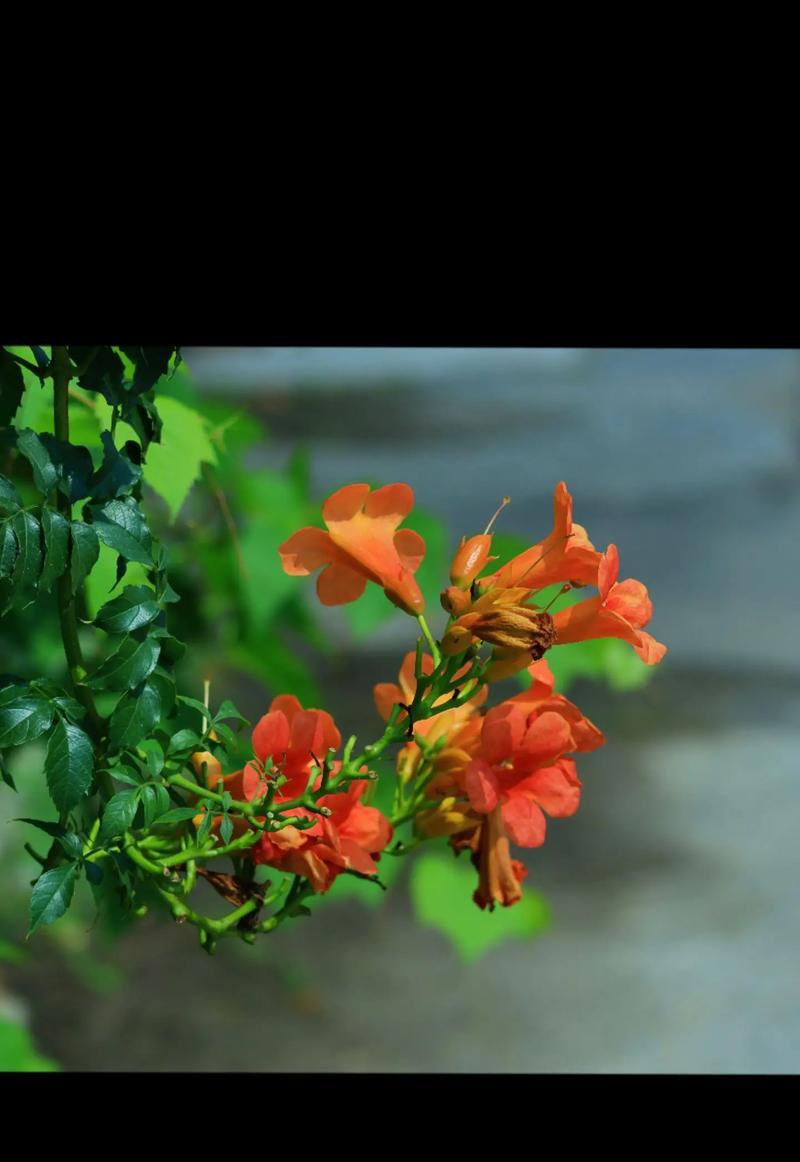凌霄花的花语和寓意是什么？