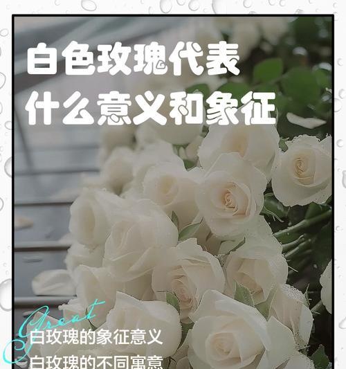 6朵白玫瑰代表什么？6朵白玫瑰的花语是什么？