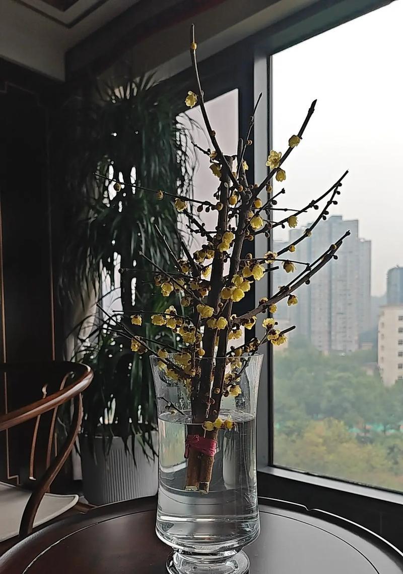满屋清香寓意好的花有哪些？如何选择？