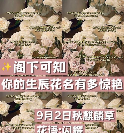 菊花花程式背后的象征意义是什么？