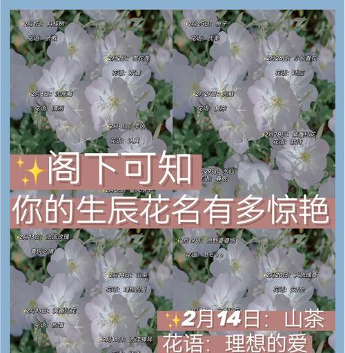 菊花花程式背后的象征意义是什么？