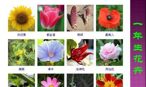菊花花程式背后的象征意义是什么？