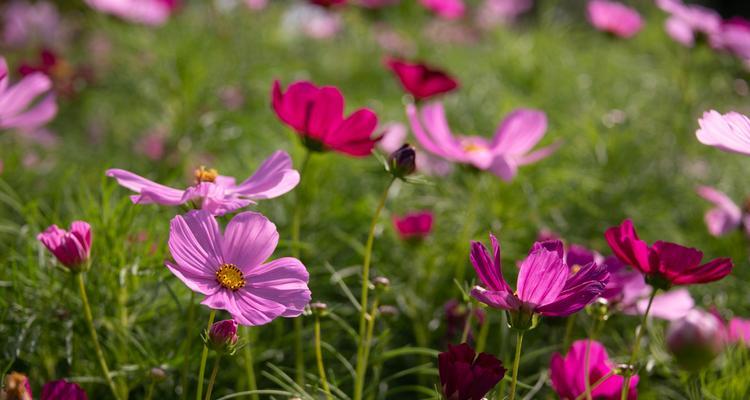 大波斯菊代表了什么？