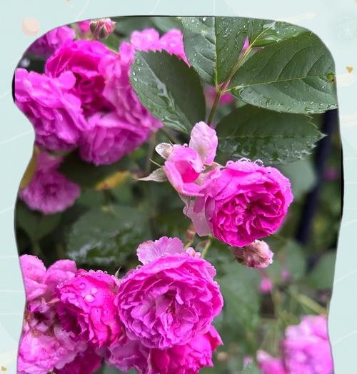 花如何象征人的思想感情？它们的花语是什么？