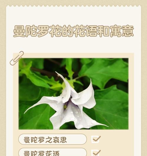 花如何象征人的思想感情？它们的花语是什么？