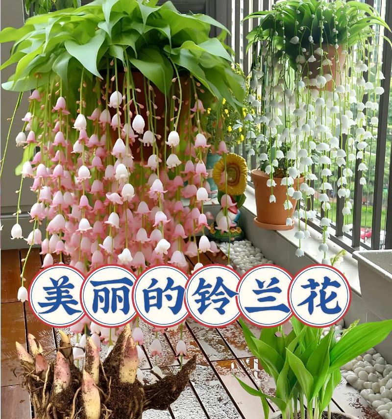 花如何象征人的思想感情？它们的花语是什么？