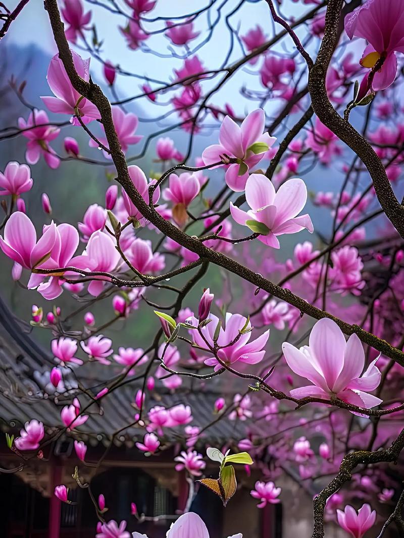 撑花象征着什么？撑花的花语是什么？