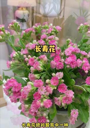 浪漫盆栽花卉的寓意是什么？如何用它们表达爱意？