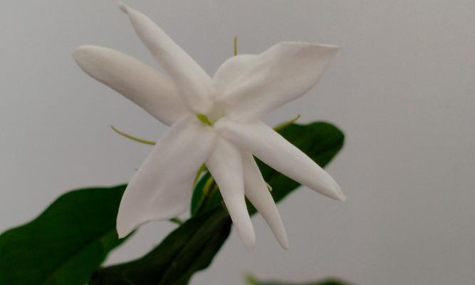 哪些花的寓意与茉莉花相近？