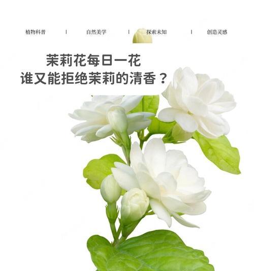 哪些花的寓意与茉莉花相近？