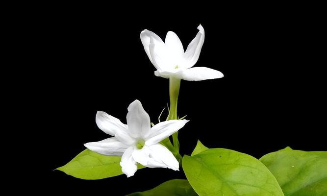 哪些花的寓意与茉莉花相近？