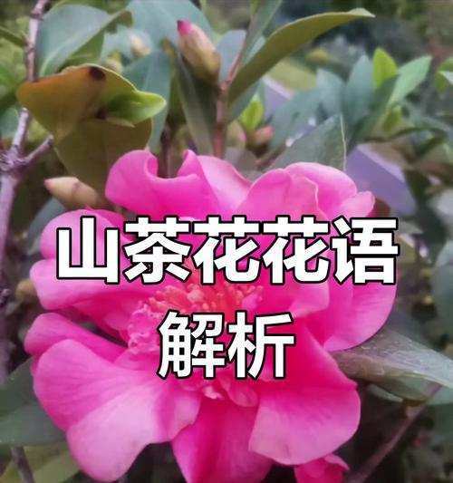 花的具体象征意义有哪些？如何解读这些象征意义？