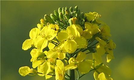 菜籽花的含义和寓意是什么？菜籽花象征着什么？