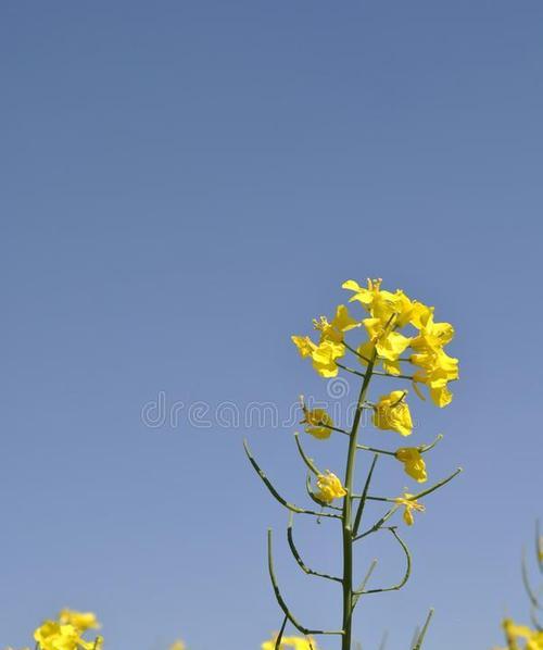 菜籽花的含义和寓意是什么？菜籽花象征着什么？