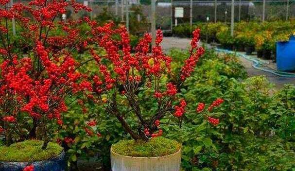 丹麦的象征花是什么？如何用花代表丹麦？
