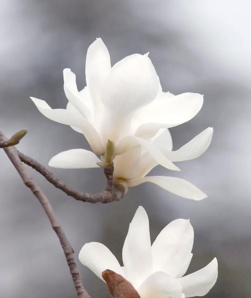 哪些花寓意好？花卉寓意的正面影响是什么？