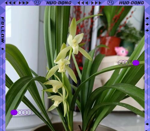 哪些花卉代表财富和发财？