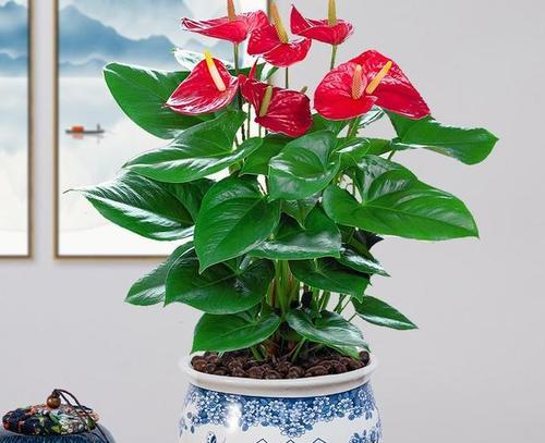 哪些花卉代表财富和发财？