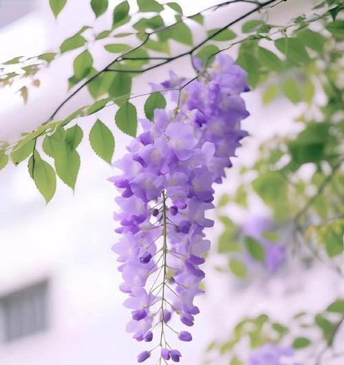 紫藤花的花语代表了哪种情感？它传递了什么信息？