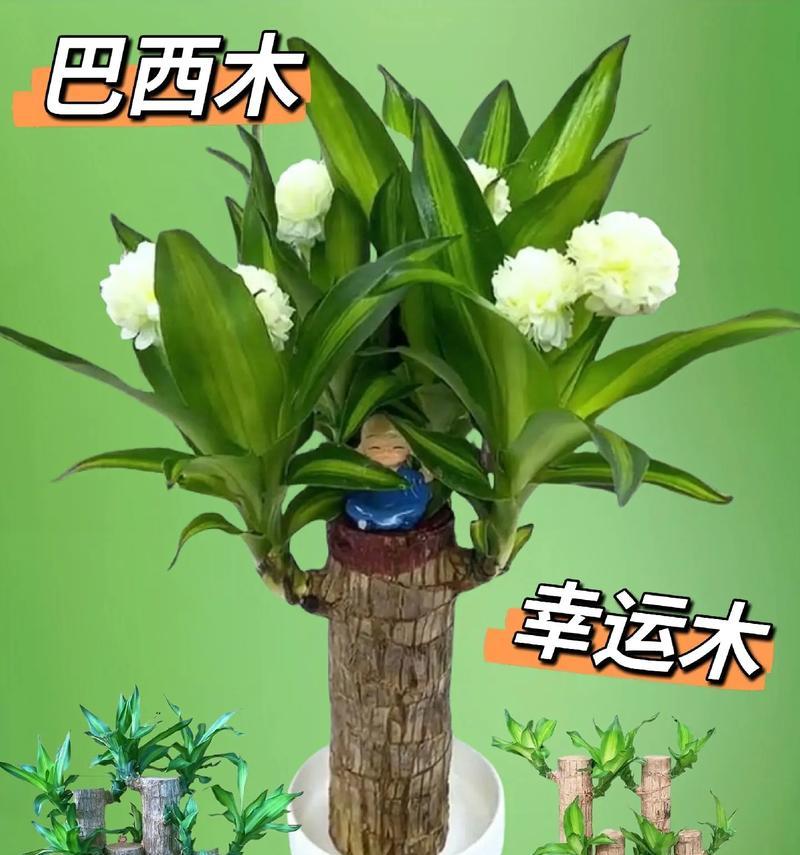 巴西木开花的花语及其寓意是什么？