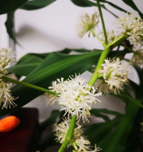 巴西木开花的花语及其寓意是什么？