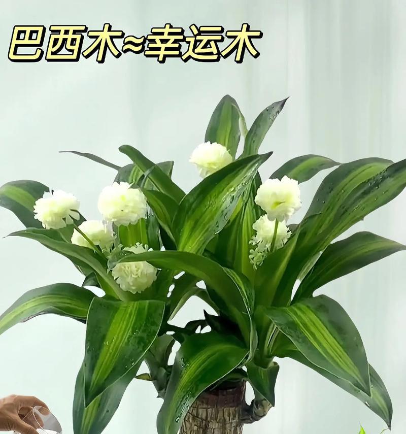 巴西木开花的花语及其寓意是什么？