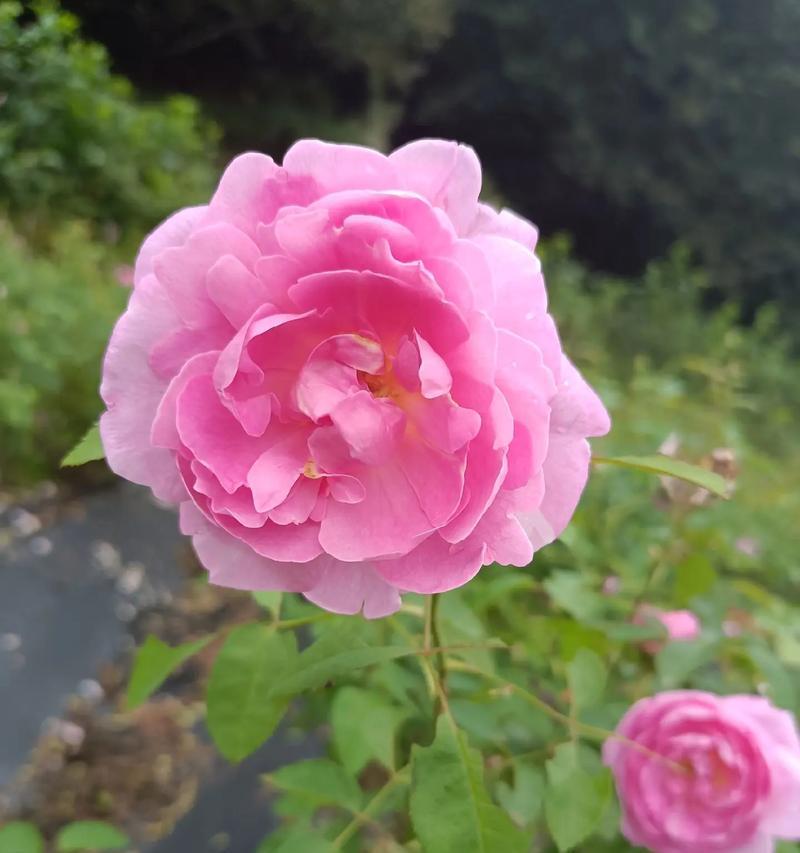 开心快乐的花有哪些？