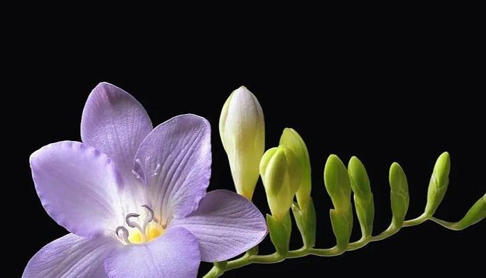 水瓶座的花语代表是什么？