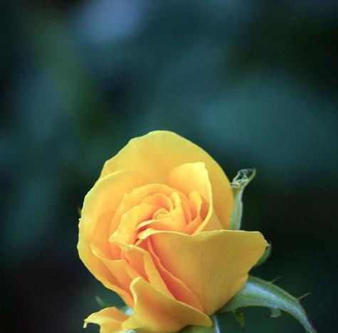 淡黄色真花代表什么？花语有哪些？