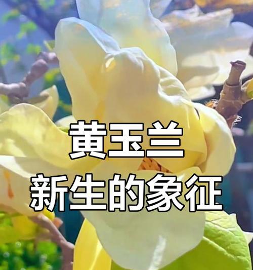 淡黄色真花代表什么？花语有哪些？